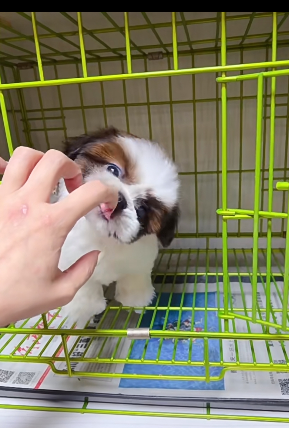 可以扎辫子的小狗狗